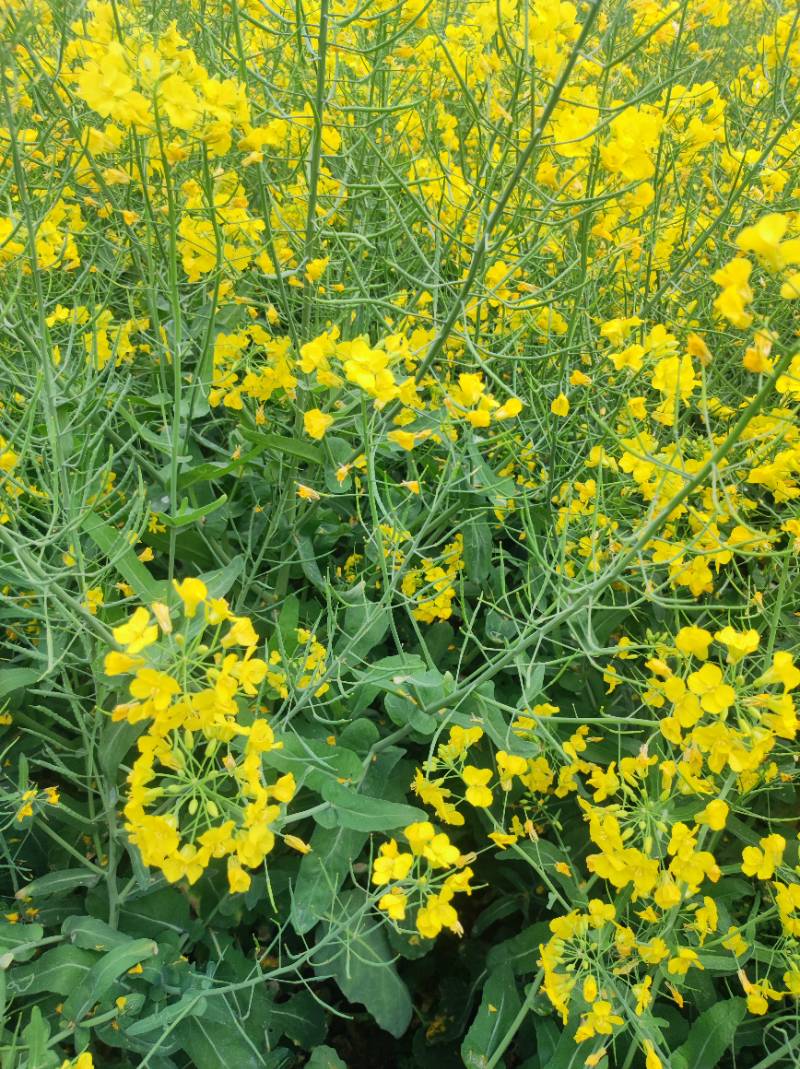 家里房前田间的油菜花坚韧而顽强