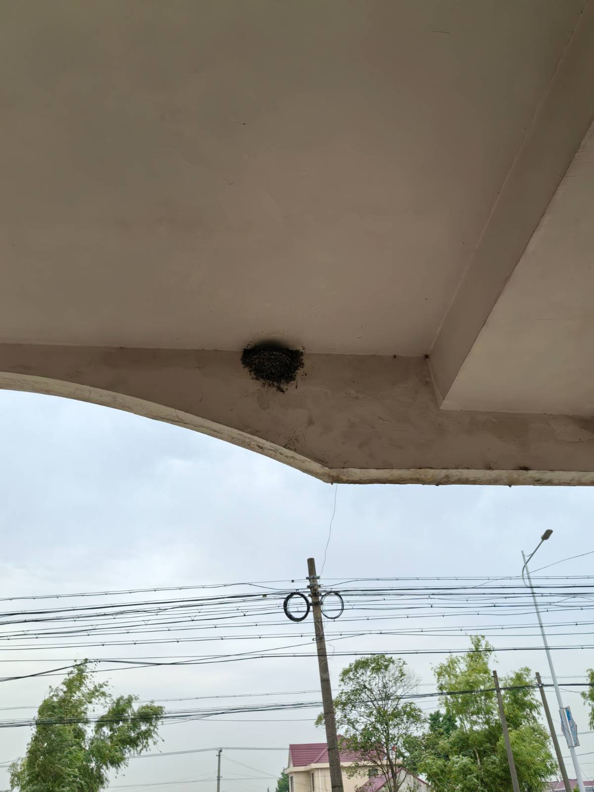 家里的燕子窝