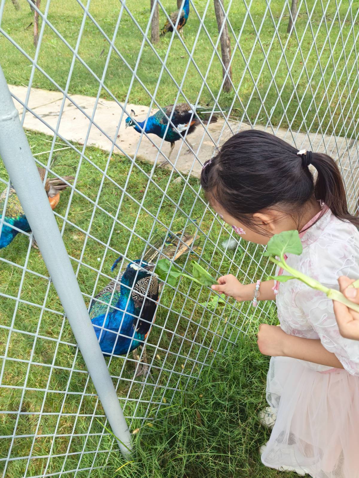 奇妙农场西游季:姐妹花的游戏与游乐狂欢全记录